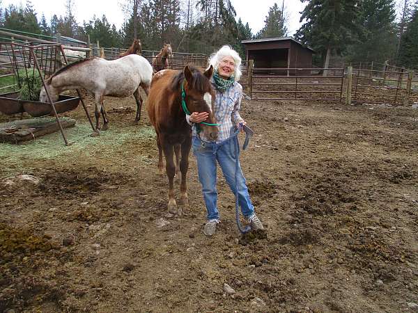 color-producer-appaloosa-horse