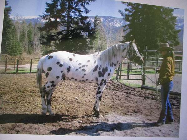 trail-appaloosa-horse