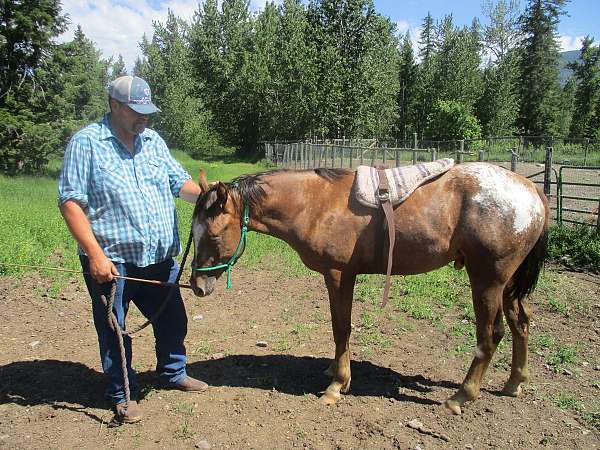 trail-riding-appaloosa-horse