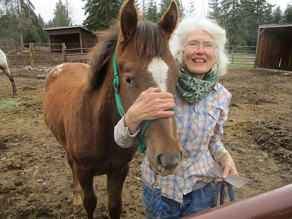 working-cow-appaloosa-horse