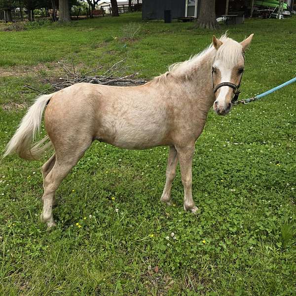 blaze-back-white-socks-horse