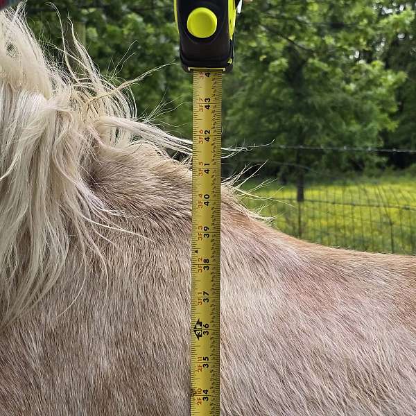 palomino-shetland-pony-filly