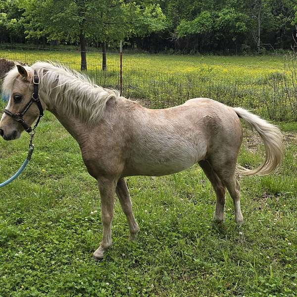 palomino-blaze-back-white-socks-horse
