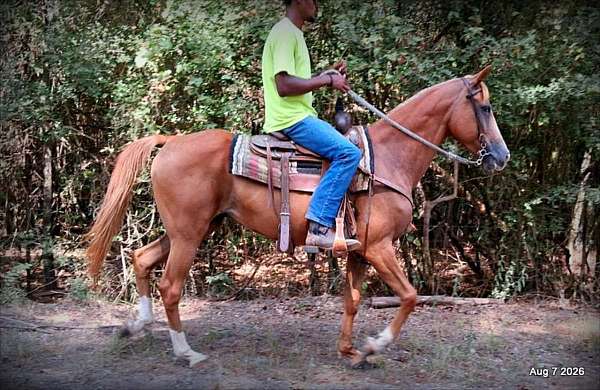blair-horse