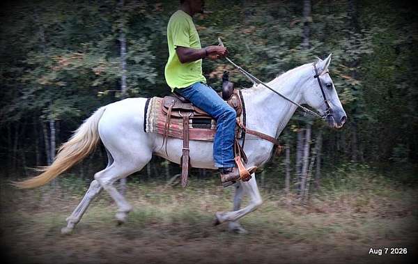 17-year-old-mare-paso-fino-horse