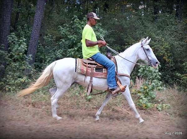 142-hands-paso-fino-horse