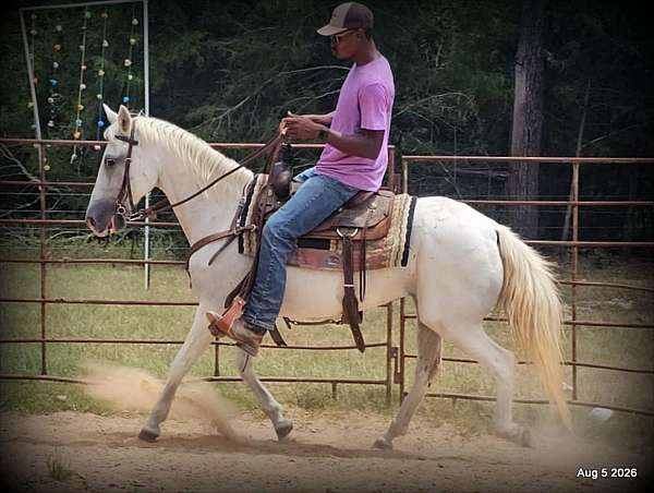 reliable-horse-paso-fino