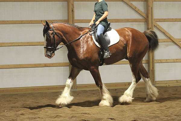 beautiful-clydesdale-horses-gelding