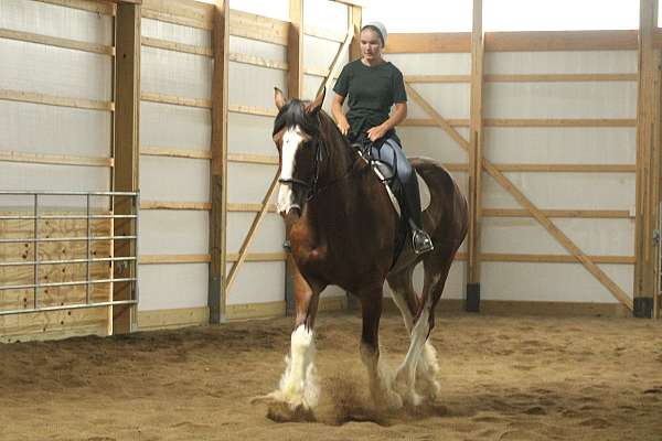 white-strip-horse