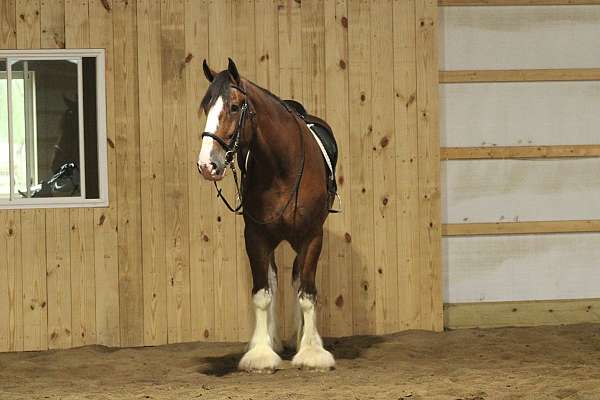 companion-clydesdale-horse