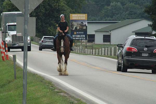 driving-clydesdale-horse