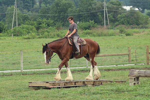 english-pleasure-clydesdale-horse