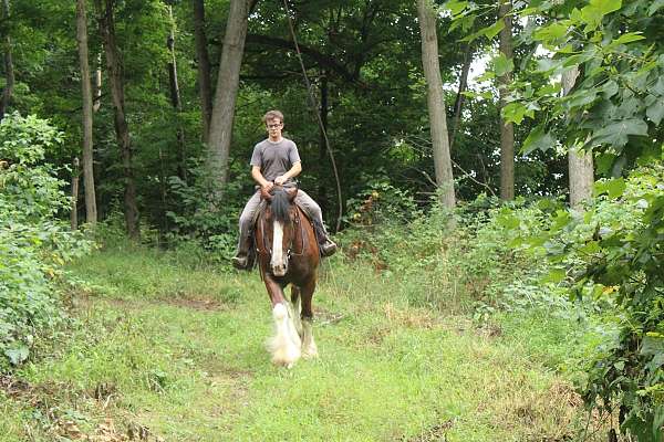 mounted-patrol-clydesdale-horse