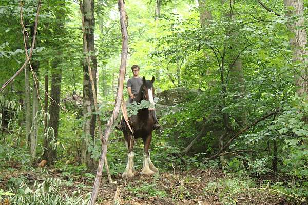 pleasure-driving-clydesdale-horse