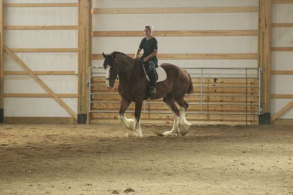 ridden-english-clydesdale-horse