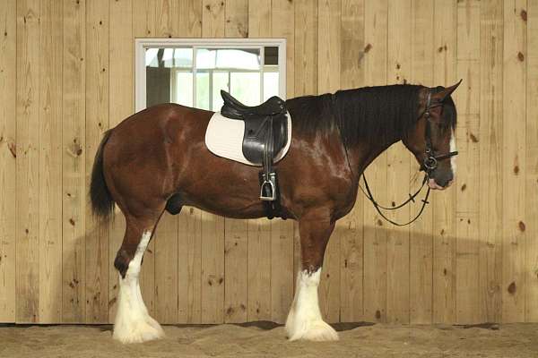 athletic-clydesdale-horse