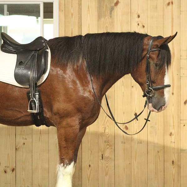 beautiful-clydesdale-horses