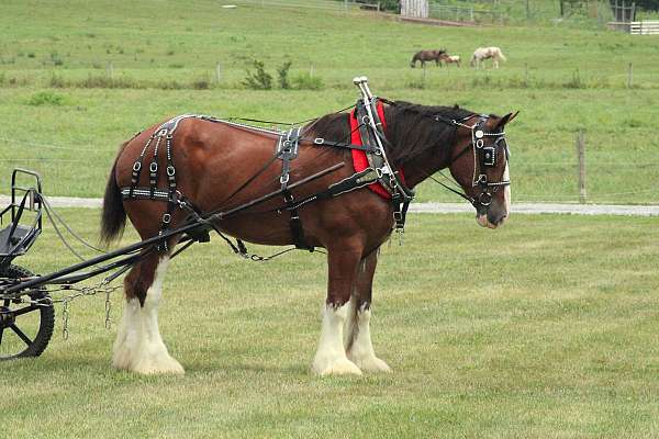husband-safe-clydesdale-horse