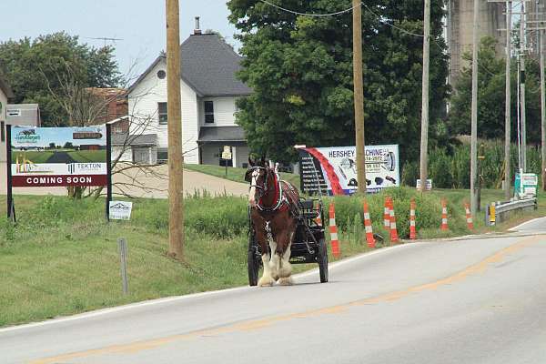 parade-clydesdale-horse