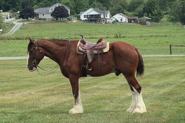 boy-clydesdale-horse