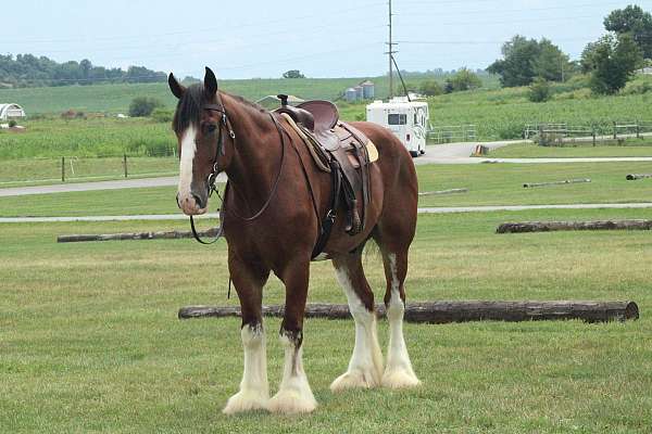buck-clydesdale-horse