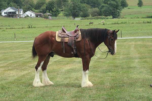 call-clydesdale-horse