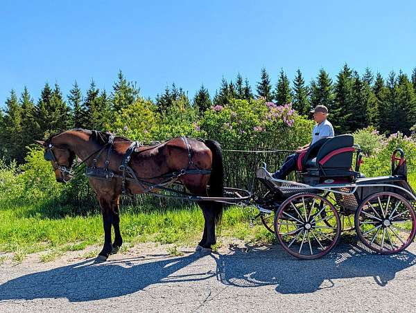 animals-cleveland-bay-horse