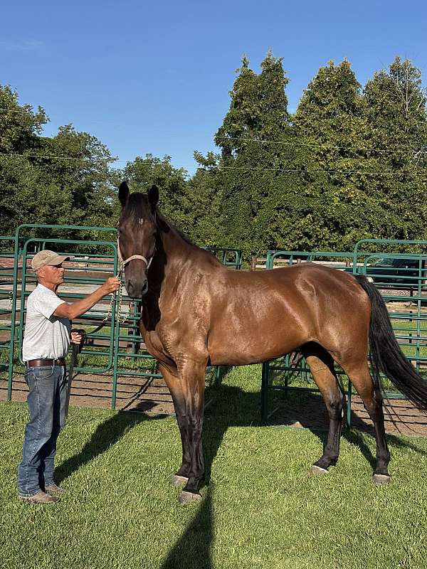 around-cleveland-bay-horse