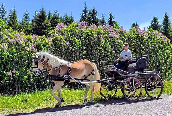 encountered-haflinger-horse
