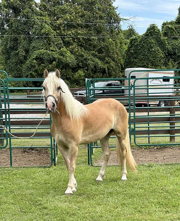 facebook-haflinger-horse
