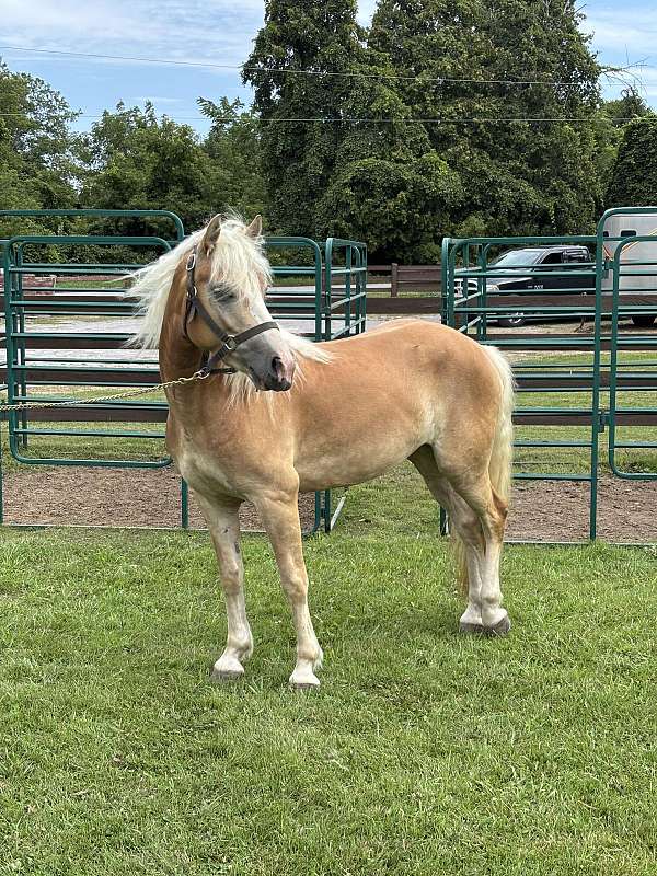 girl-haflinger-horse