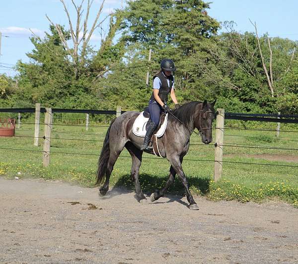english-pleasure-draft-horse