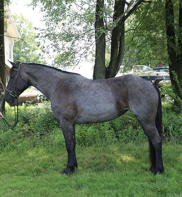 all-around-draft-horse