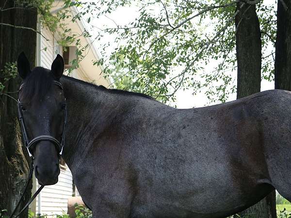 dressage-draft-horse