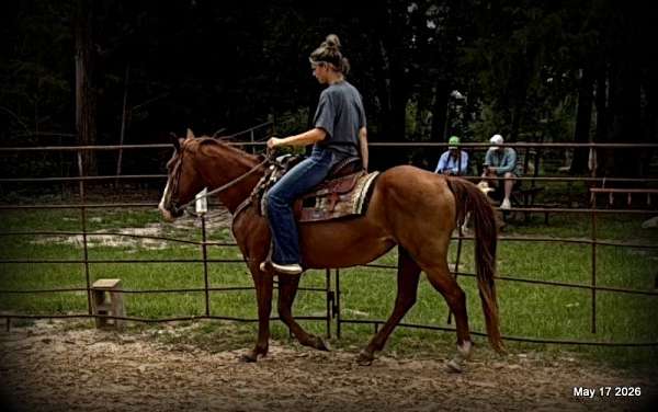 142-hands-horse