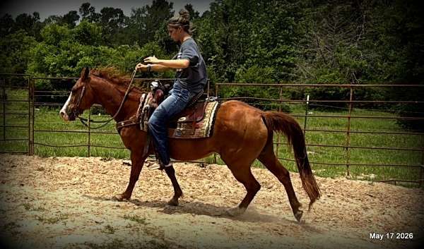 143-hands-horse