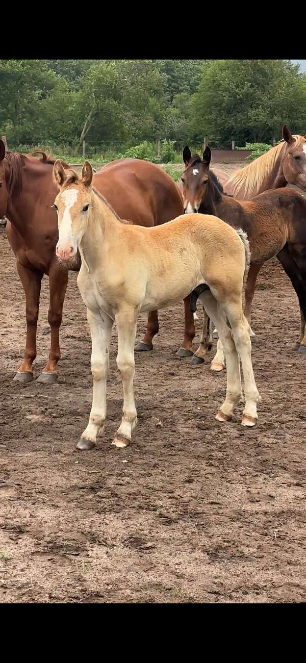 black-belgian-foal