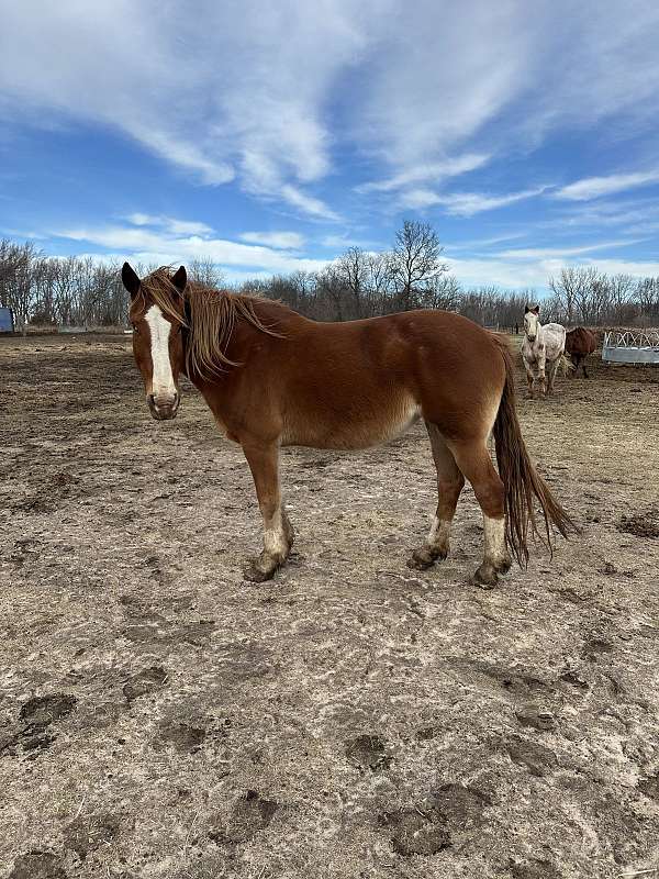 black-draft-foal