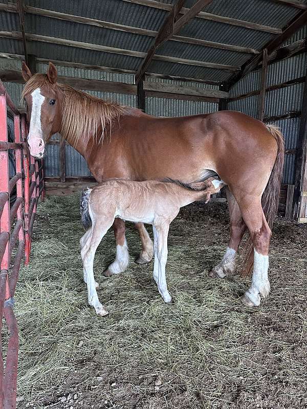 clydesdale-foal