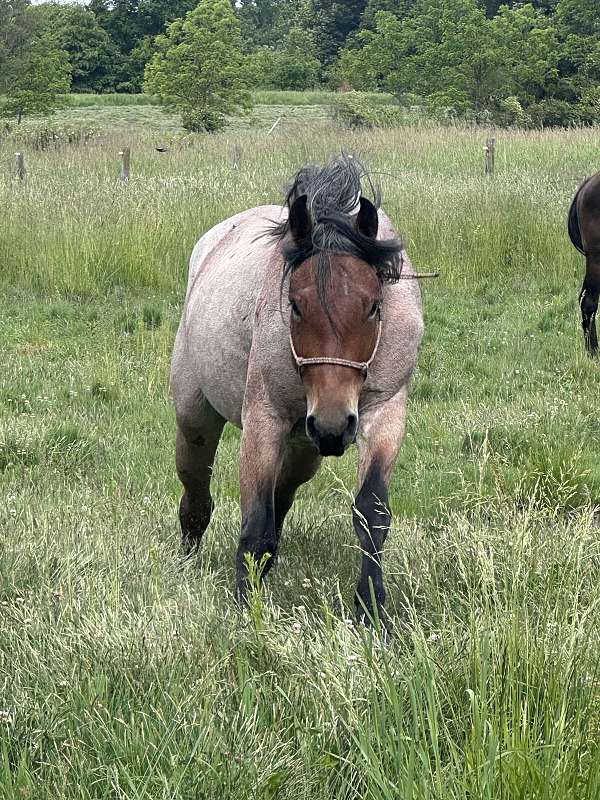 ranch-percheron-quarter-horse