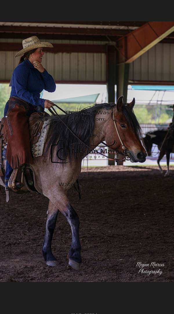 trail-percheron-quarter-horse