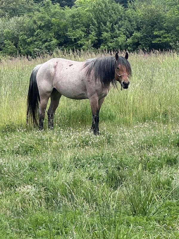 working-percheron-quarter-horse