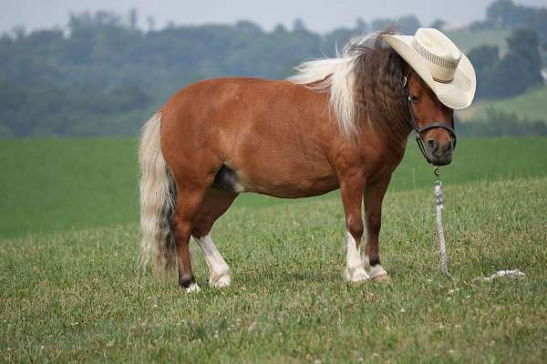 all-around-pony