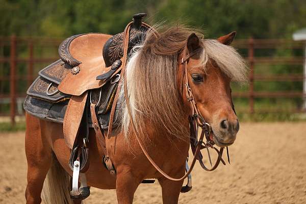 driving-pony