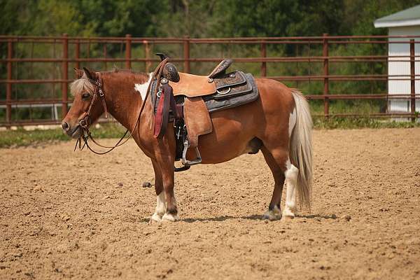 beginner-pony