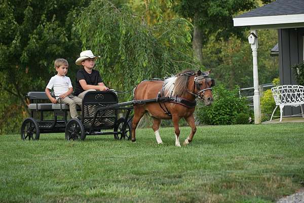 kid-safe-pony