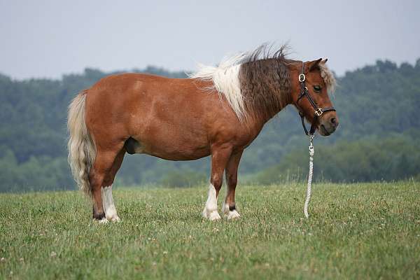 trail-riding-pony