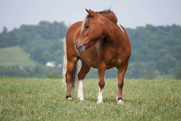 youth-pony