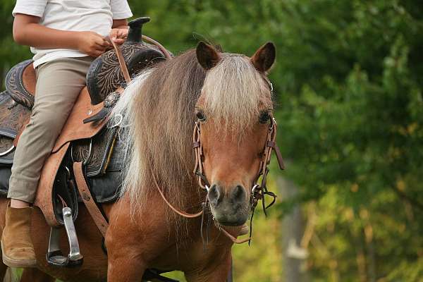 pinto-all-around-pony