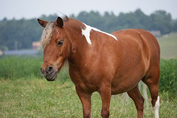 pinto-pony-gelding